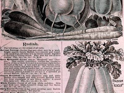 File:Childs' rare flowers, vegetables, and fruits (1904) (20613575851).jpg