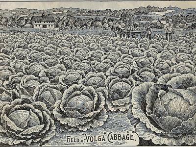 File:Childs' rare flowers, vegetables, and fruits (1911) (20607886715).jpg