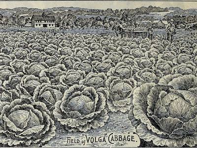 File:Childs' rare flowers, vegetables, and fruits (1913) (20614515261).jpg