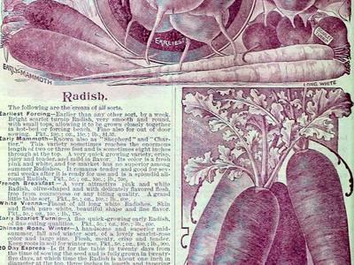 File:Childs' rare flowers, vegetables and fruits (1901) (20580503056).jpg
