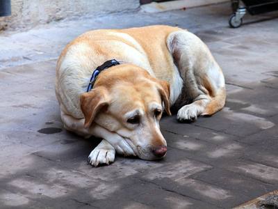 File:43 Old dog - senior labrador dog with collar resting on sidewalk.jpg