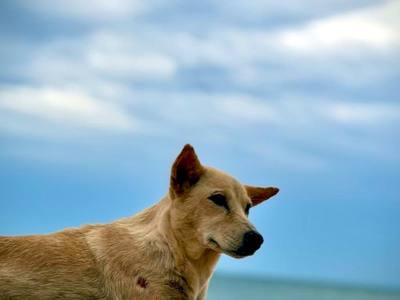 File:A Dog and The Beach.jpg