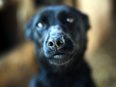 File:A black dog with expressive eyes sits quietly, looking directly at the camera.jpg