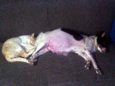 File:Cat and dog sleeping together.jpeg