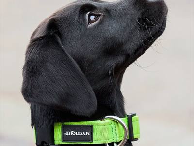 File:DSC09611a Search and Rescue Dog, Austrian Red Cross Perchtoldsdorf, 2024-10.jpg
