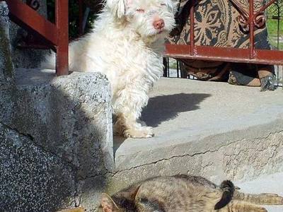 File:Home animals.JPG