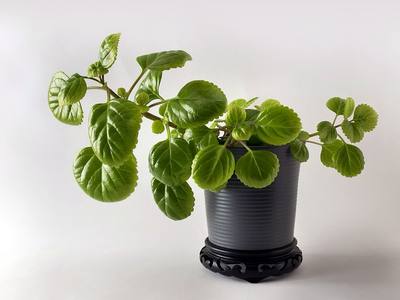 File:Plectranthus verticillatus in a ceramic pot.jpg
