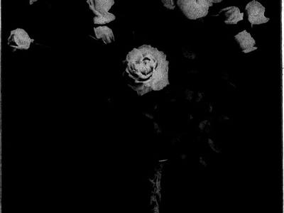 File:Florists' review (microform) (16489393610).jpg