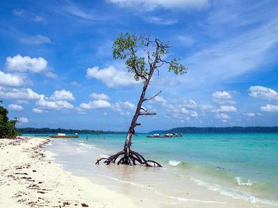 File:Havelock Island, Mangrove tree on the beach, Andaman Islands.jpg