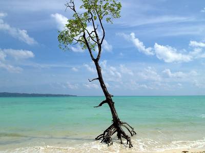 File:Havelock Island, Mangrove tree rising out of tropical sea, Andaman Islands.jpg