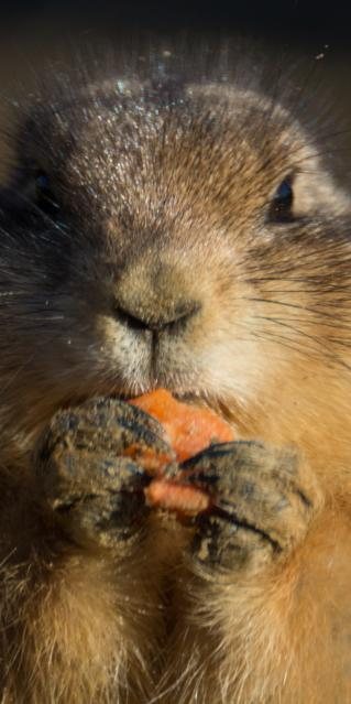 Prairiedog Rodent