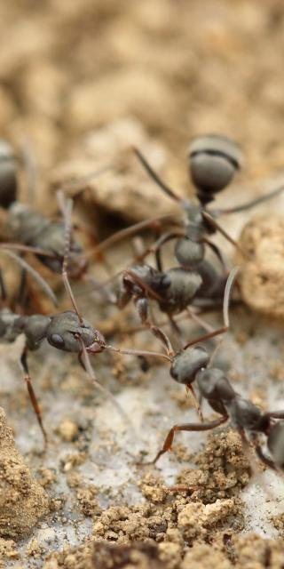 Ant Insect
